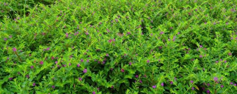 满天星怎么养，适合生长在微湿的环境下