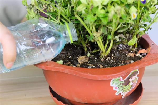 满天星怎么养，适合生长在微湿的环境下