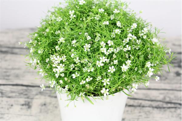 满天星怎么养，适合生长在微湿的环境下