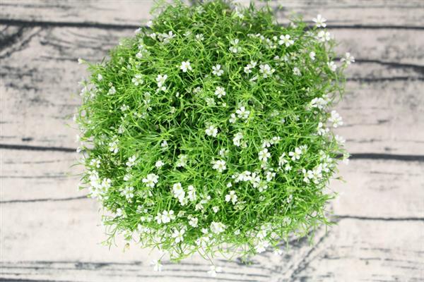 满天星怎么养，适合生长在微湿的环境下