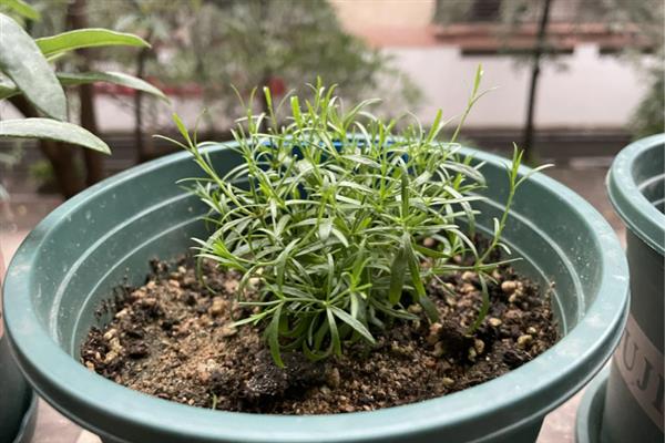 满天星怎么养，适合生长在微湿的环境下