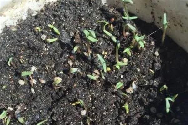 满天星怎么养，适合生长在微湿的环境下