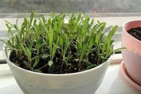 满天星怎么养，适合生长在微湿的环境下