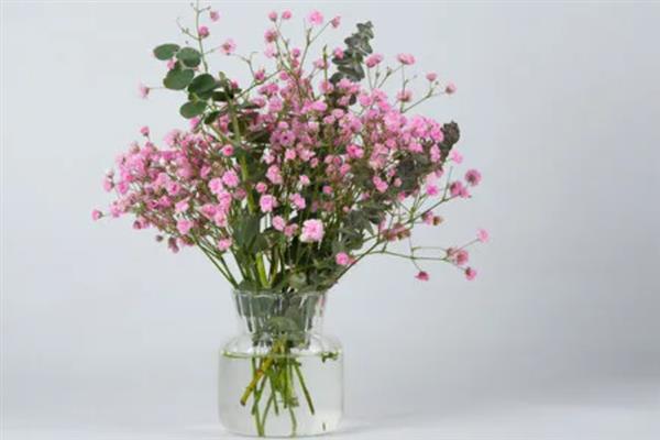 满天星怎么养，适合生长在微湿的环境下