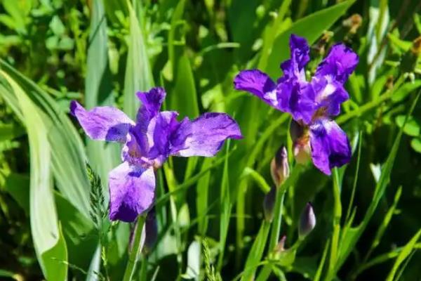 紫鸢尾花的花语，寓意吉祥幸运、信仰崇敬等