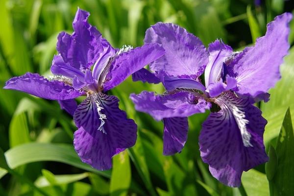 紫鸢尾花的花语，寓意吉祥幸运、信仰崇敬等
