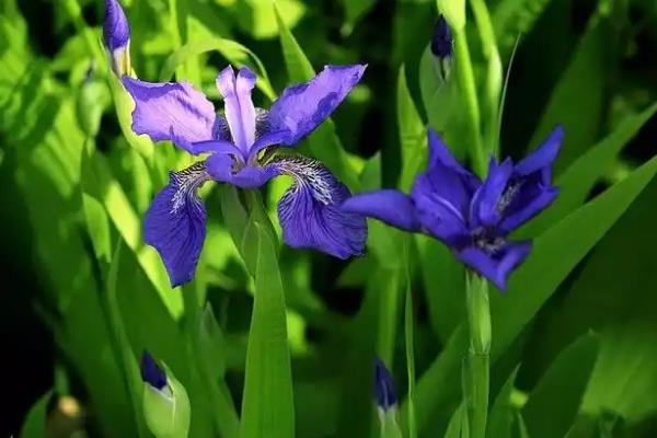 紫鸢尾花的花语，寓意吉祥幸运、信仰崇敬等