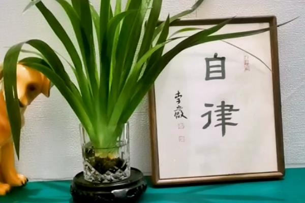 紫鸢尾花的花语，寓意吉祥幸运、信仰崇敬等