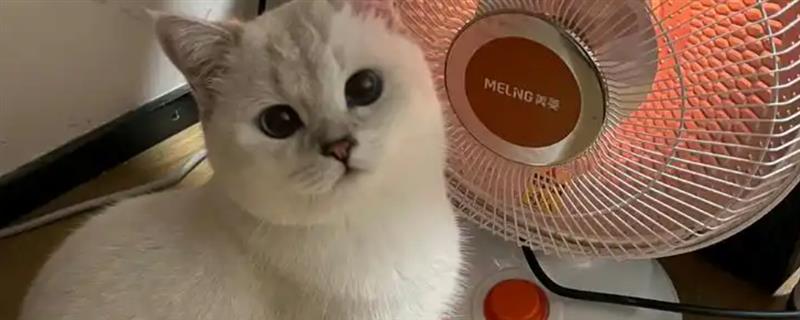 猫怕不怕冷，大多数品种都畏惧寒冷