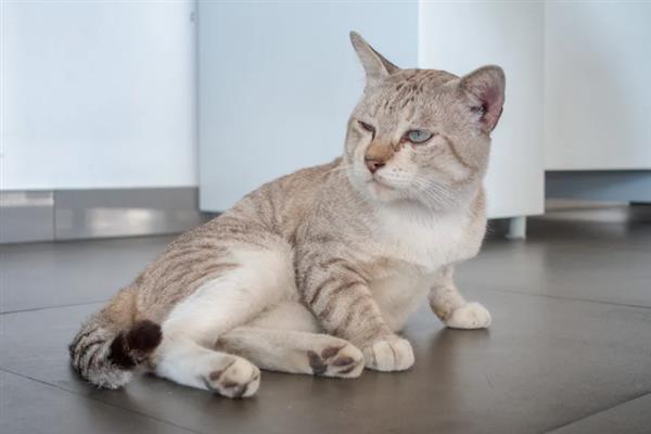 猫怕不怕冷，大多数品种都畏惧寒冷