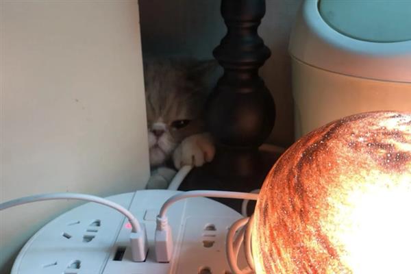 猫怕不怕冷，大多数品种都畏惧寒冷