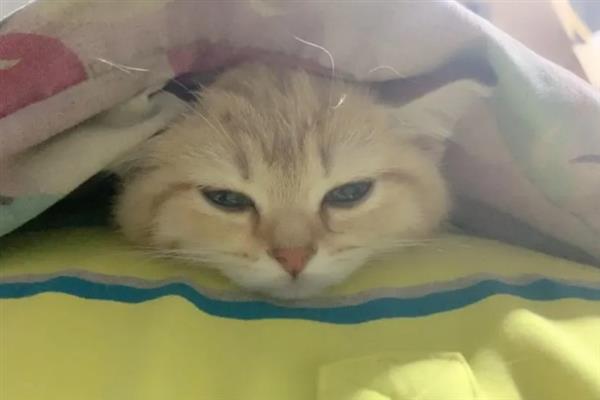 猫怕不怕冷，大多数品种都畏惧寒冷