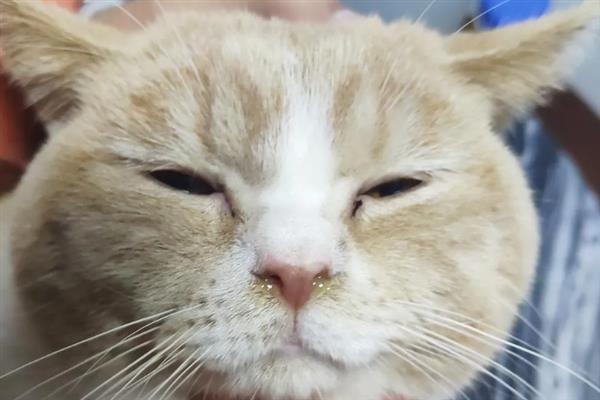 猫怕不怕冷，大多数品种都畏惧寒冷
