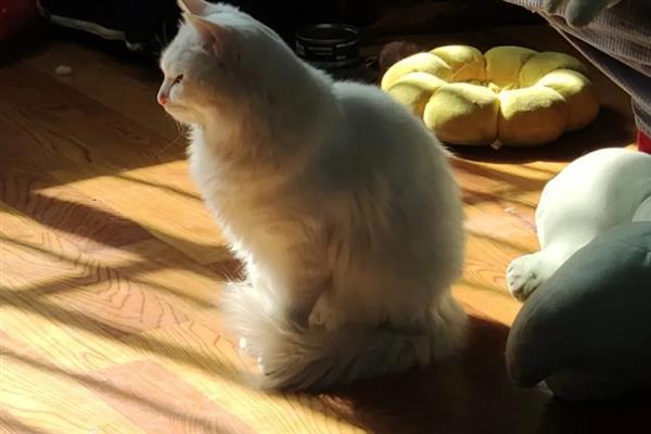 猫怕不怕冷，大多数品种都畏惧寒冷