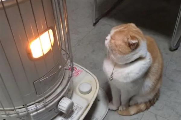 猫怕不怕冷，大多数品种都畏惧寒冷