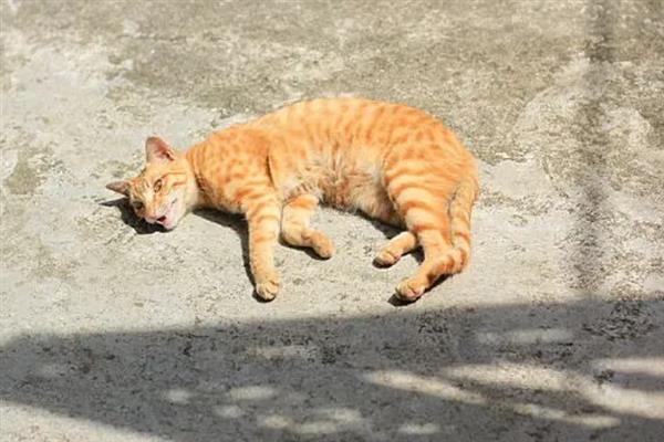 猫怕不怕冷，大多数品种都畏惧寒冷