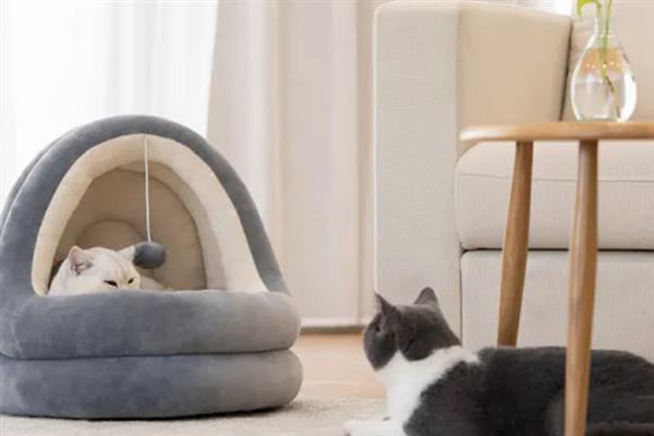 猫怕不怕冷，大多数品种都畏惧寒冷