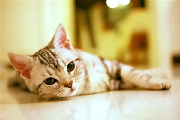 猫怕不怕冷，大多数品种都畏惧寒冷