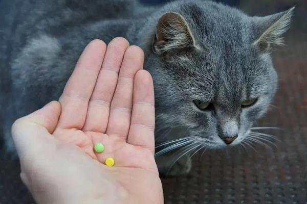 猫怕不怕冷，大多数品种都畏惧寒冷