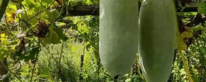 冬瓜怎么管理，定植后追施2-3次粪水