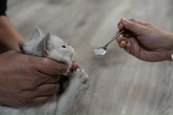 猫怕不怕冷，大多数品种都畏惧寒冷