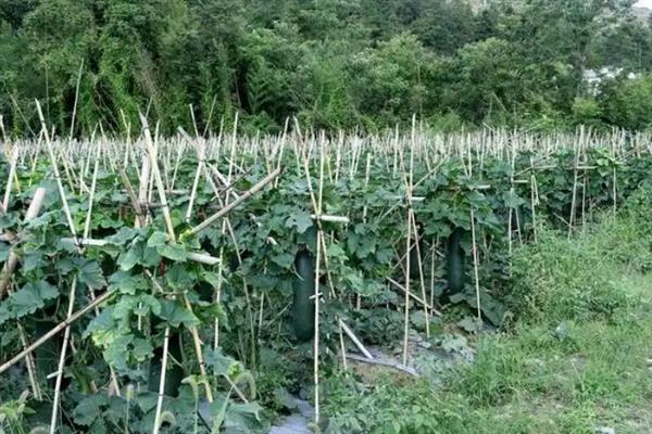 冬瓜怎么管理，定植后追施2-3次粪水