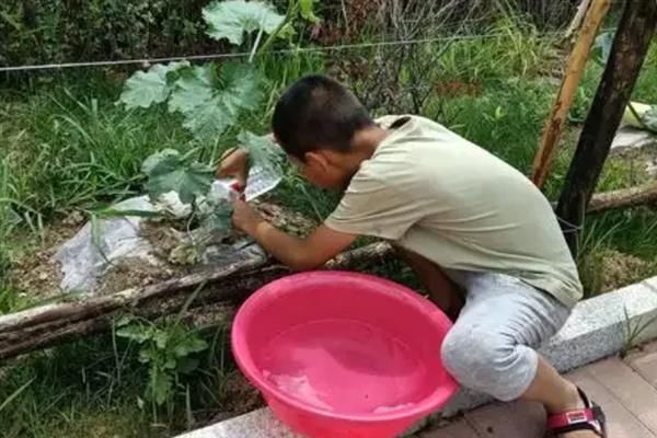 冬瓜怎么管理，定植后追施2-3次粪水