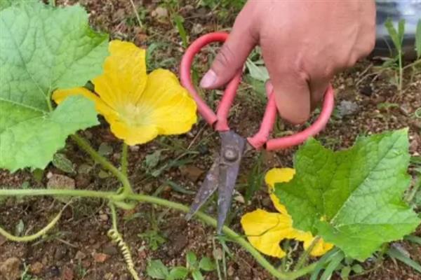 冬瓜怎么管理，定植后追施2-3次粪水