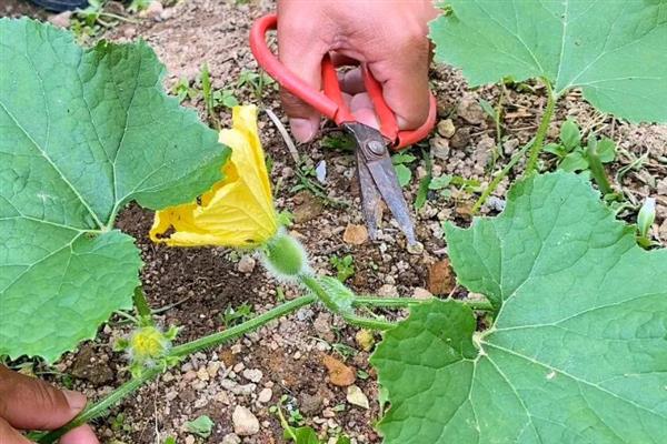 冬瓜怎么管理，定植后追施2-3次粪水