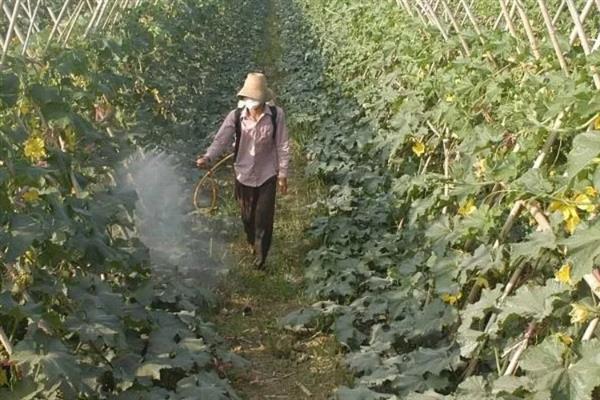 冬瓜怎么管理，定植后追施2-3次粪水