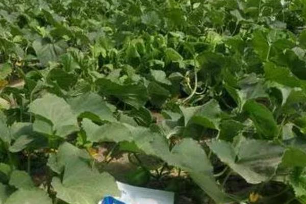 冬瓜怎么管理，定植后追施2-3次粪水