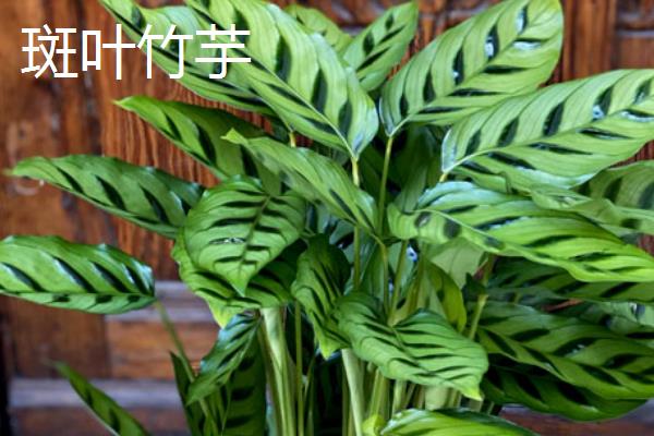 孔雀竹芋有哪些寓意，寓意多姿多彩、生命在于运动等