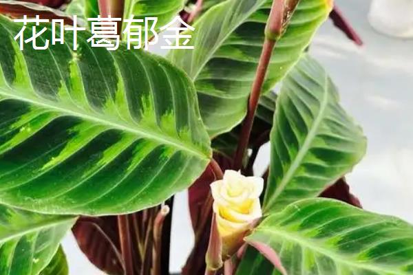 孔雀竹芋有哪些寓意，寓意多姿多彩、生命在于运动等