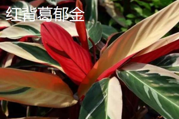 孔雀竹芋有哪些寓意，寓意多姿多彩、生命在于运动等