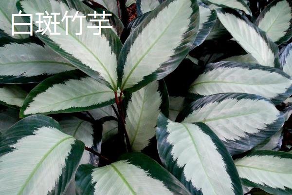 孔雀竹芋有哪些寓意，寓意多姿多彩、生命在于运动等