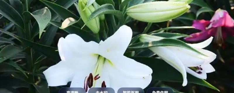 百合的气味有没有危害，长期闻这种花香会影响睡眠质量