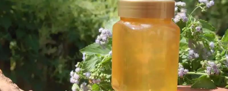 蜂蜜的种类,常见的有槐花蜜、百花蜜等