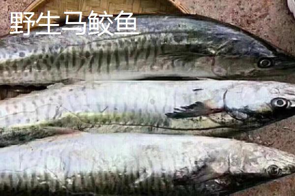 马鲛鱼能不能人工养殖，需要花费较高的成本