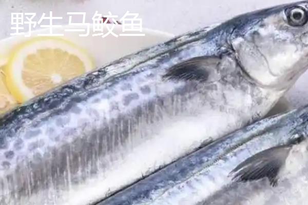马鲛鱼能不能人工养殖，需要花费较高的成本