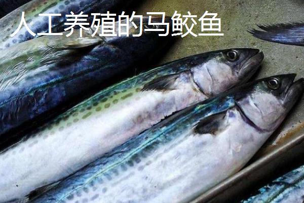 马鲛鱼能不能人工养殖，需要花费较高的成本