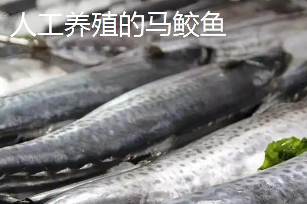 马鲛鱼能不能人工养殖，需要花费较高的成本