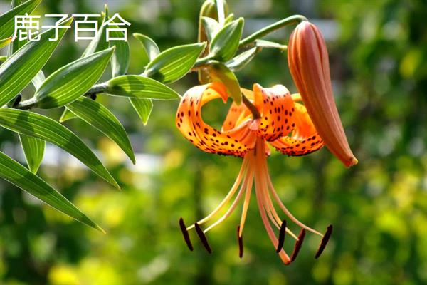 百合的气味有没有危害，长期闻这种花香会影响睡眠质量