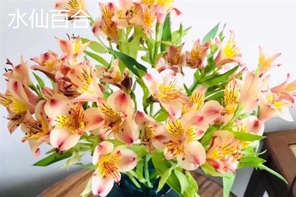 百合的气味有没有危害，长期闻这种花香会影响睡眠质量