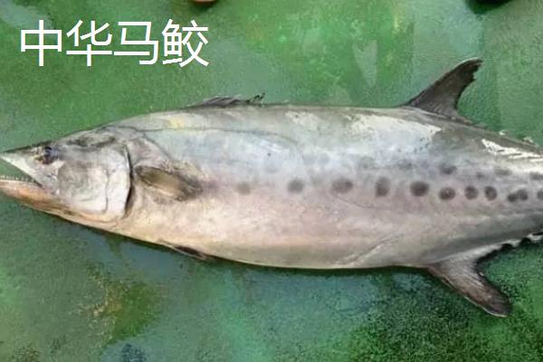 马鲛鱼能不能人工养殖，需要花费较高的成本