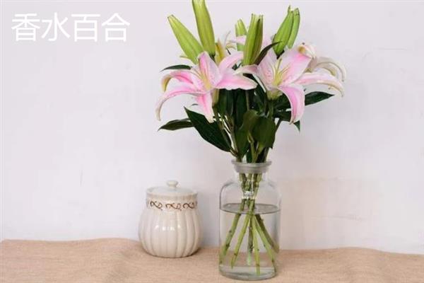 百合的气味有没有危害，长期闻这种花香会影响睡眠质量