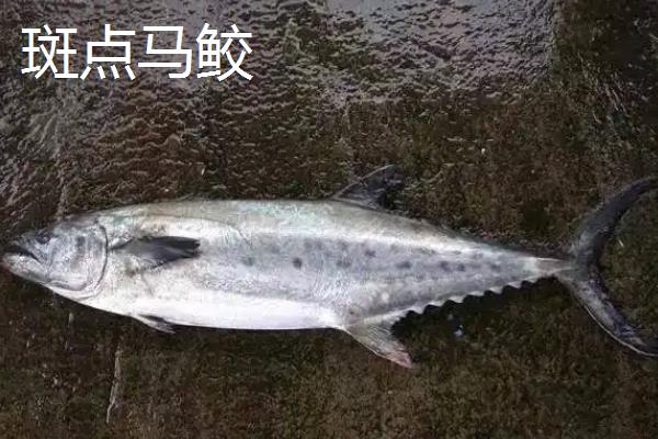 马鲛鱼能不能人工养殖，需要花费较高的成本