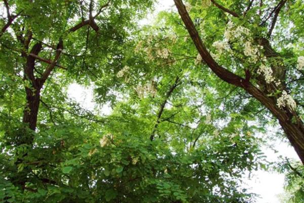 蜂蜜的种类，常见的有槐花蜜、百花蜜等