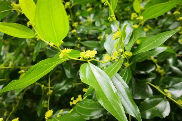 蜂蜜的种类，常见的有槐花蜜、百花蜜等