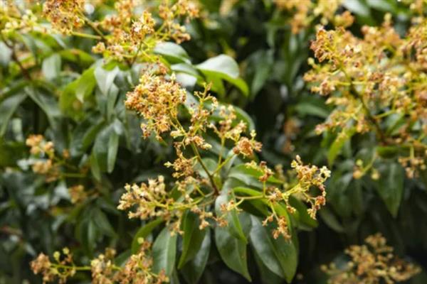 蜂蜜的种类，常见的有槐花蜜、百花蜜等