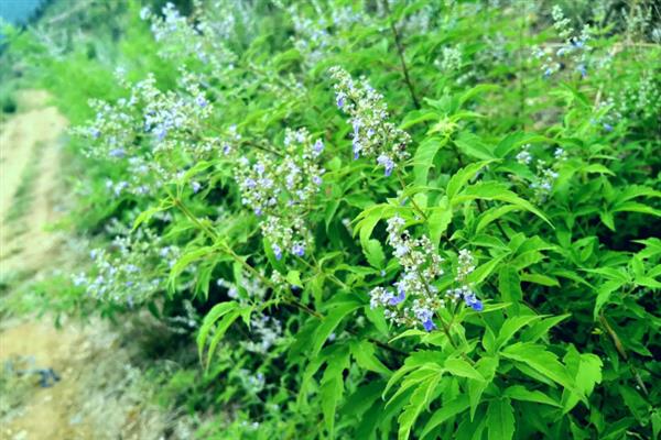蜂蜜的种类，常见的有槐花蜜、百花蜜等